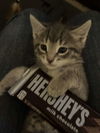Hershey