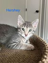 Hershey