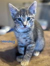 Hershey