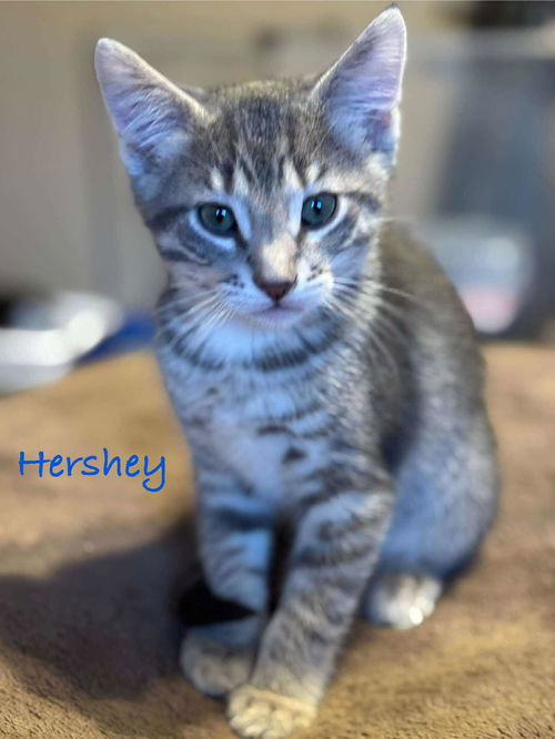Hershey