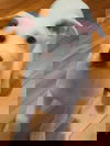 Scone