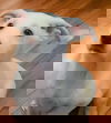 Scone