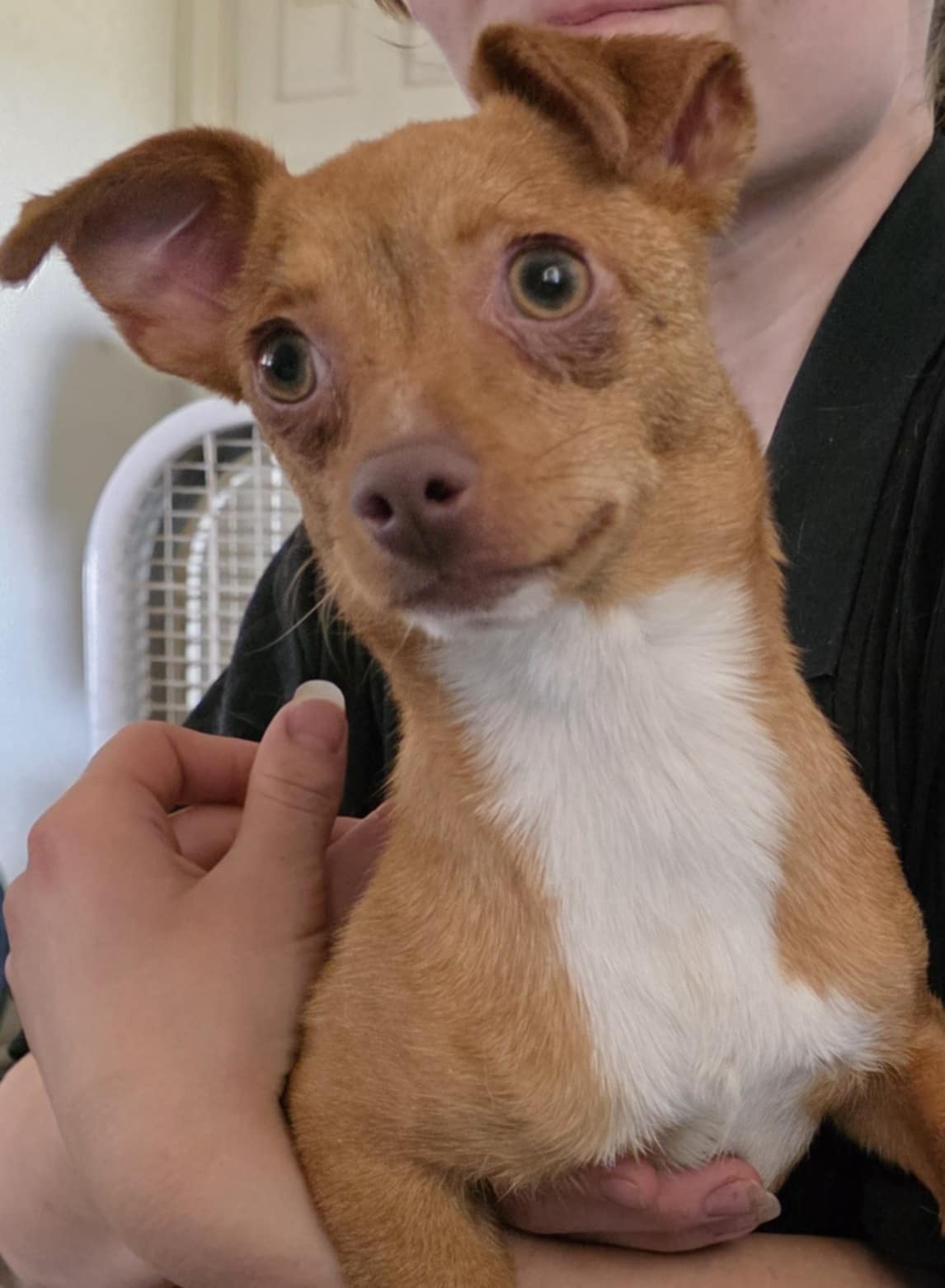adoptable Dog in Minneapolis, MN named Megara