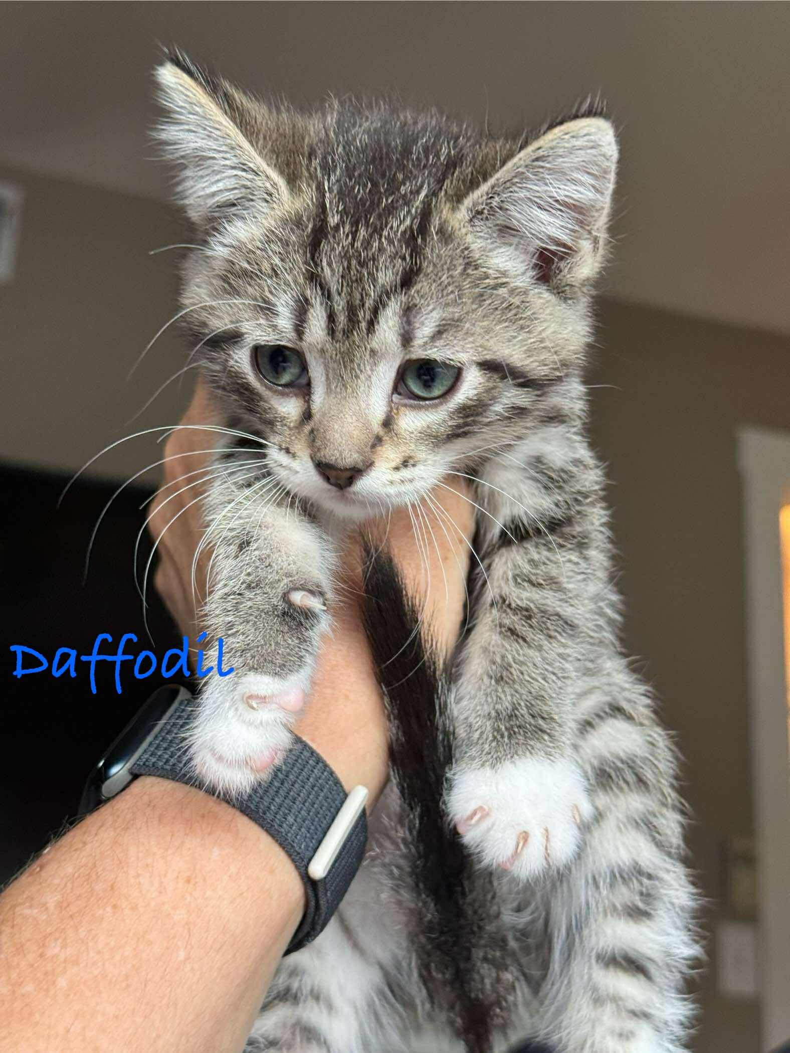adoptable Cat in Minneapolis, MN named Daffodil