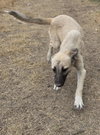 Penuche