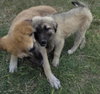 Penuche
