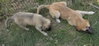 Penuche