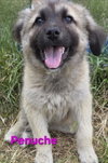 Penuche