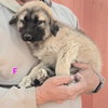 Penuche