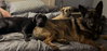 Penuche