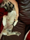 Penuche