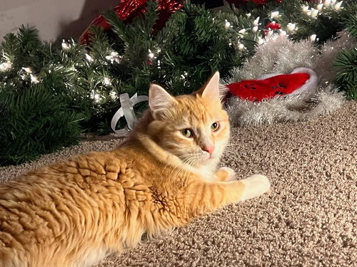 CAPTAIN AMERICA - Tabby / Domestic Medium Hair available for adoption
