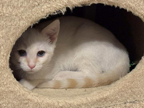 THOR - Siamese available for adoption