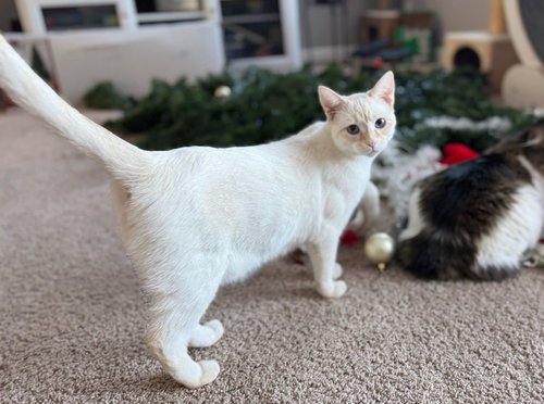 THOR - Siamese available for adoption