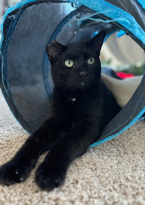 HULK - Domestic Short Hair available for adoption