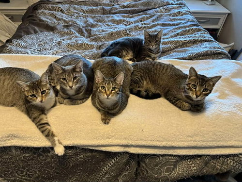 CHOLULA - Tabby / Domestic Short Hair available for adoption
