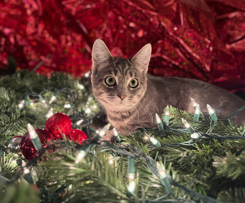 CHOLULA - Tabby / Domestic Short Hair available for adoption