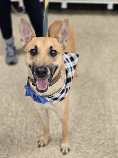 TOMAHAWK - Shepherd available for adoption