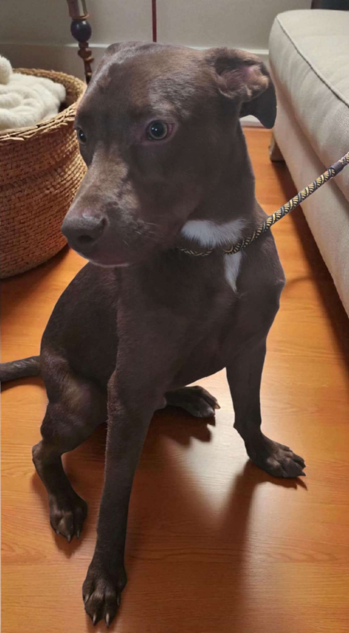 Dog for Adoption - Jacques, a Labrador Retriever in Roseville, MN ...