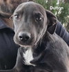 Dutton - Photo 8