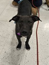 Dutton - Photo 7