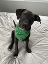 Dutton - Photo 5