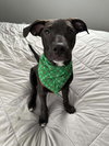 Dutton - Photo 6
