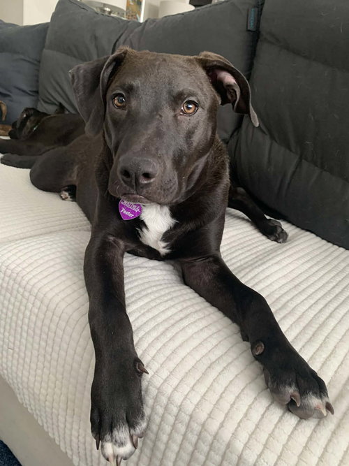 DUTTON - American Pit Bull Terrier available for adoption