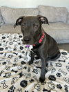 Dutton - Photo 9