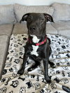 Dutton - Photo 7
