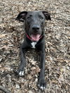 Dutton - Photo 2