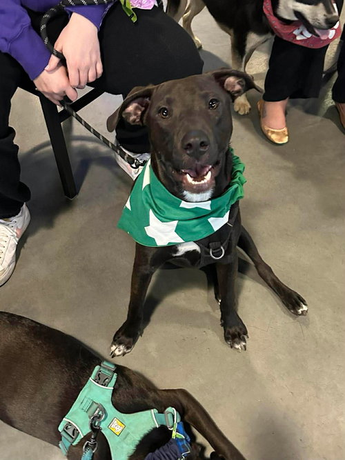 DUTTON - American Pit Bull Terrier available for adoption