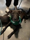 Dutton - Photo 4
