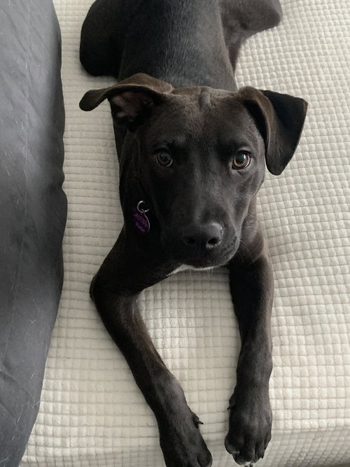 KAYCE - American Pit Bull Terrier available for adoption