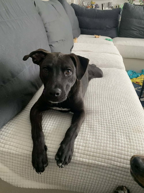 KAYCE - American Pit Bull Terrier available for adoption