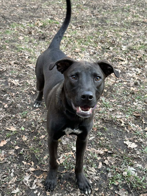 KAYCE - American Pit Bull Terrier available for adoption