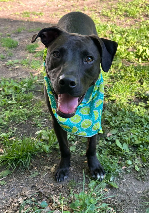 Kayce, an adoptable American Pit Bull Terrier in Robbinsdale, MN