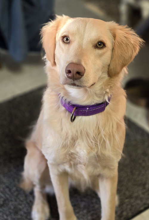 Honeysuckle, an adoptable Golden Retriever in Robbinsdale, MN