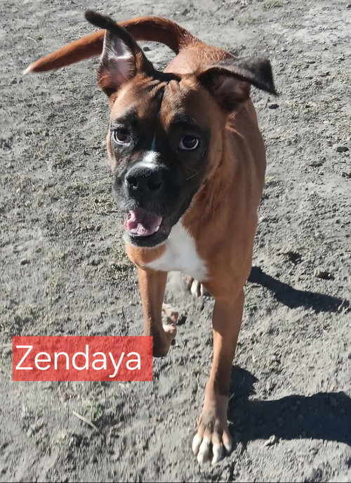 ZENDAYA - Boxer available for adoption