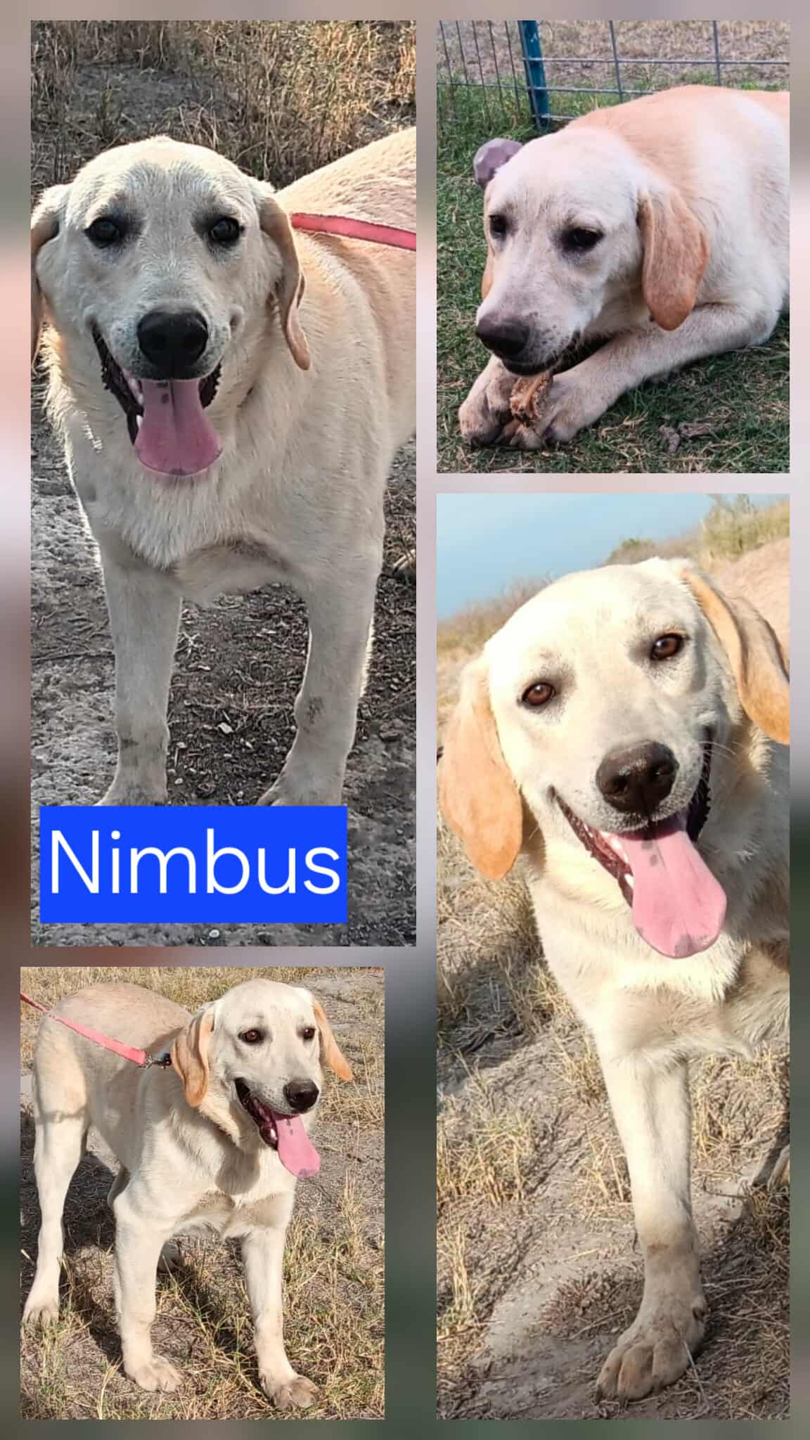 Nimbus