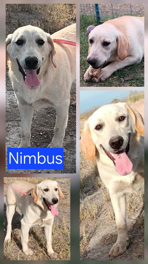 NIMBUS - Labrador Retriever available for adoption