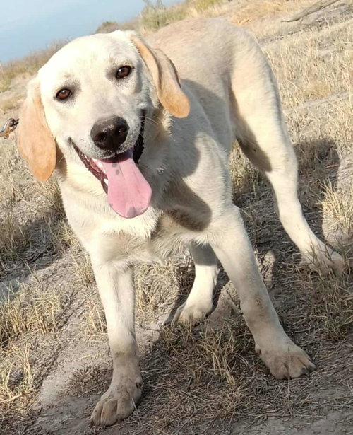 NIMBUS - Labrador Retriever available for adoption