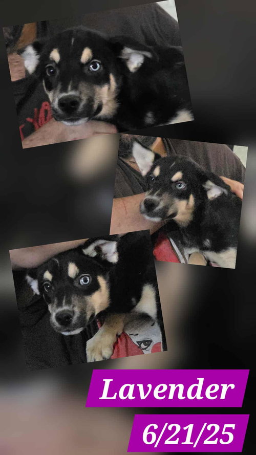 LAVENDER - Australian Shepherd available for adoption