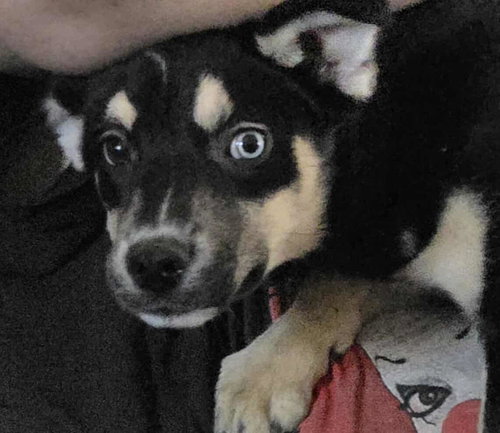 LAVENDER - Australian Shepherd available for adoption