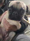 Lily Rose (Bubbles)