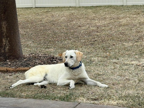 Schnee, an adoptable Labrador Retriever in Robbinsdale, MN