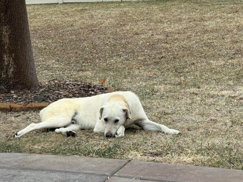 Schnee photo 6