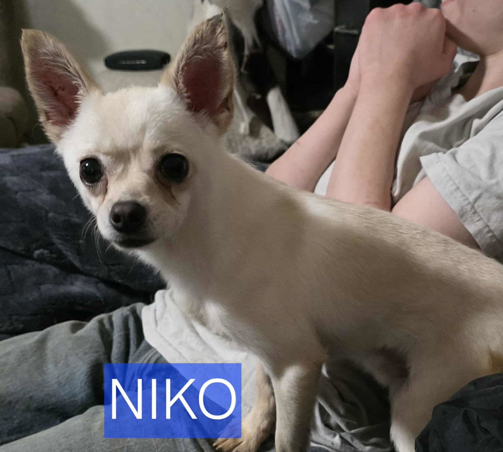 Niko
