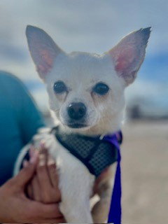 Niko, an adoptable Chihuahua in Robbinsdale, MN