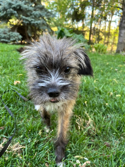 Kalyxa, an adoptable Yorkshire Terrier Yorkie in Robbinsdale, MN